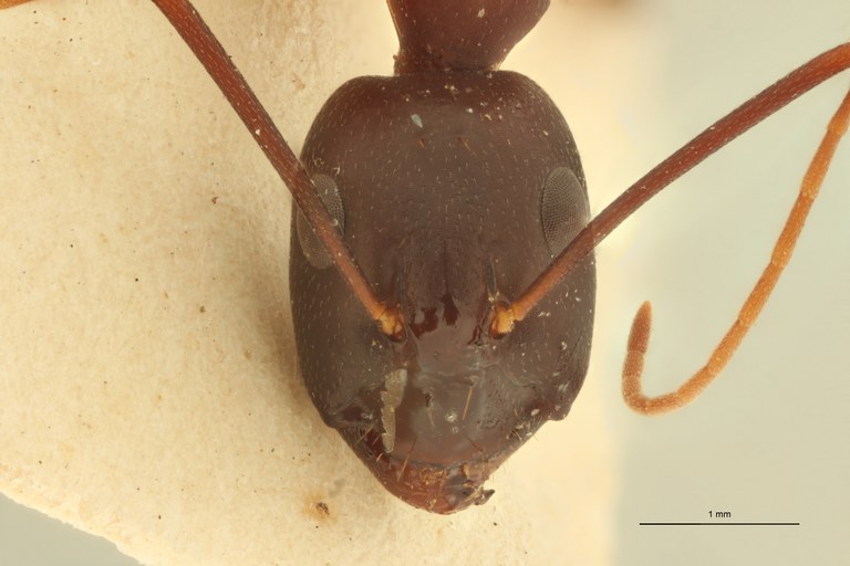 Camponotus sanctus F.jpg Camponotus sanctus F.jpg