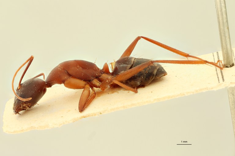 Camponotus sanctus L.jpg Camponotus sanctus L.jpg