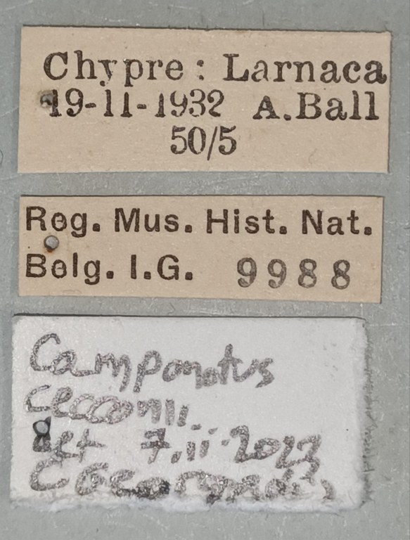 Camponotus sanctus Labels.jpg Camponotus sanctus Labels.jpg