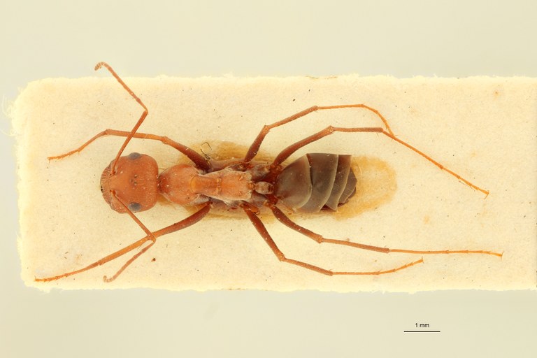 Cataglyphis aphrodite D.jpg