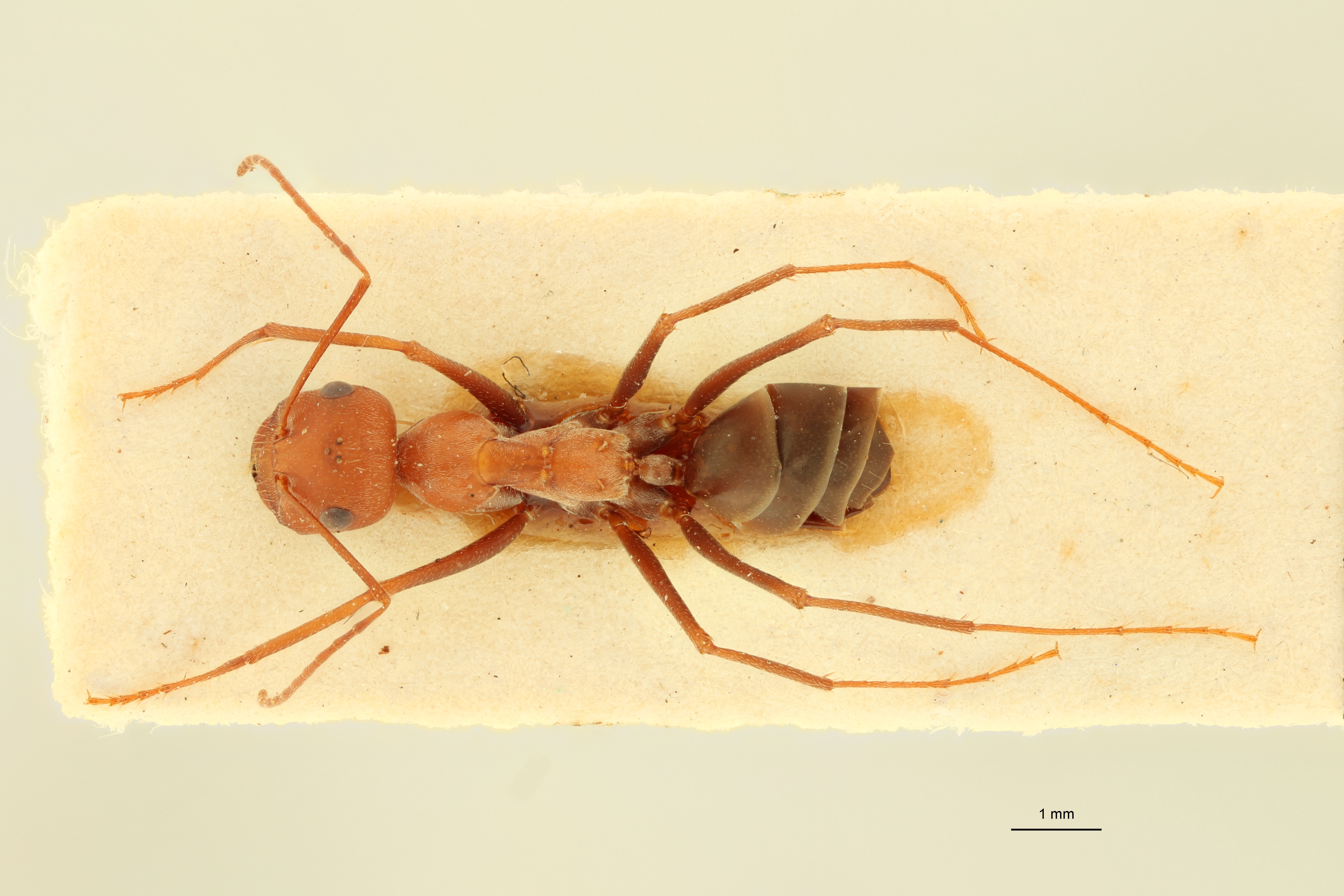 Cataglyphis aphrodite D.jpg