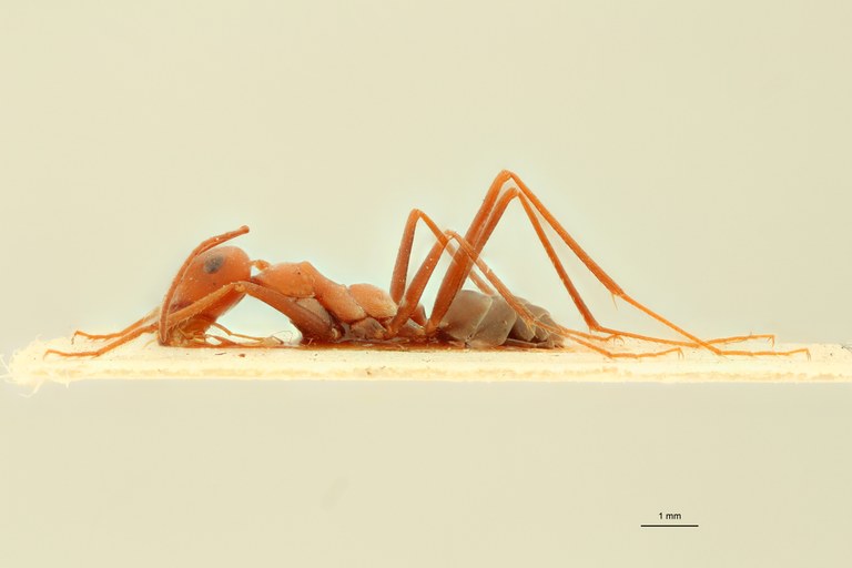 Cataglyphis aphrodite L.jpg