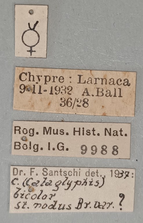 Cataglyphis aphrodite Labels.jpg