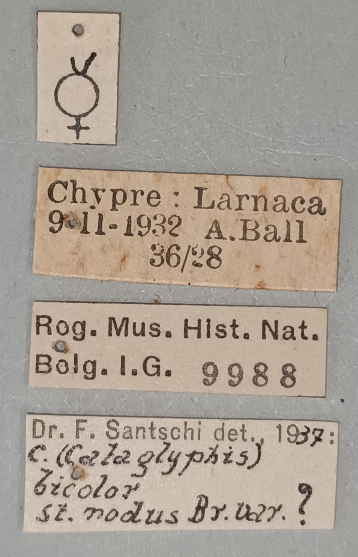 Cataglyphis aphrodite Labels.jpg