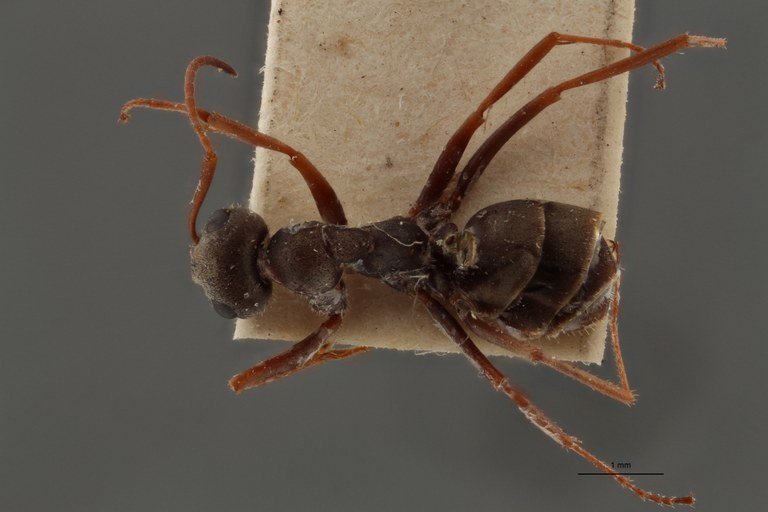 B113 Formica cinerea var. selysi Dorsal ZS PMax.jpg B113 Formica cinerea var. selysi Dorsal ZS PMax.jpg