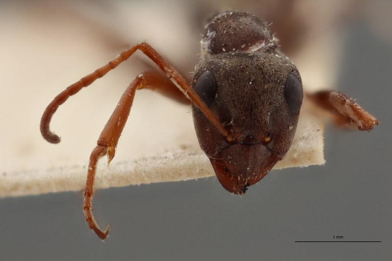 B113 Formica cinerea var. selysi Frontal ZS PMax.jpg B113 Formica cinerea var. selysi Frontal ZS PMax.jpg