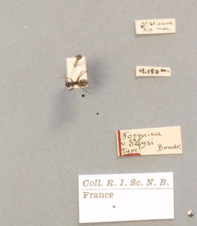B113 Formica cinerea var. selysi Labels.JPG B113 Formica cinerea var. selysi Labels.JPG
