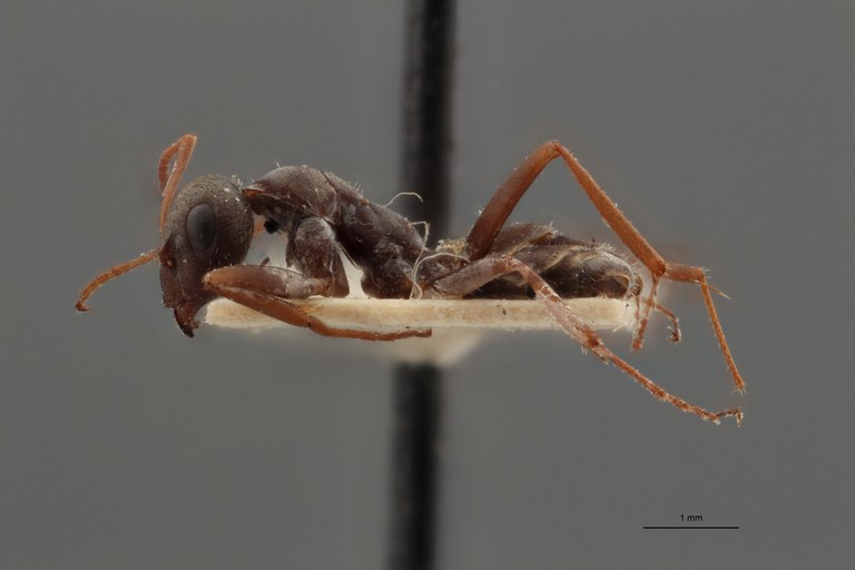 B113 Formica cinerea var. selysi Lateral ZS PMax.jpg B113 Formica cinerea var. selysi Lateral ZS PMax.jpg