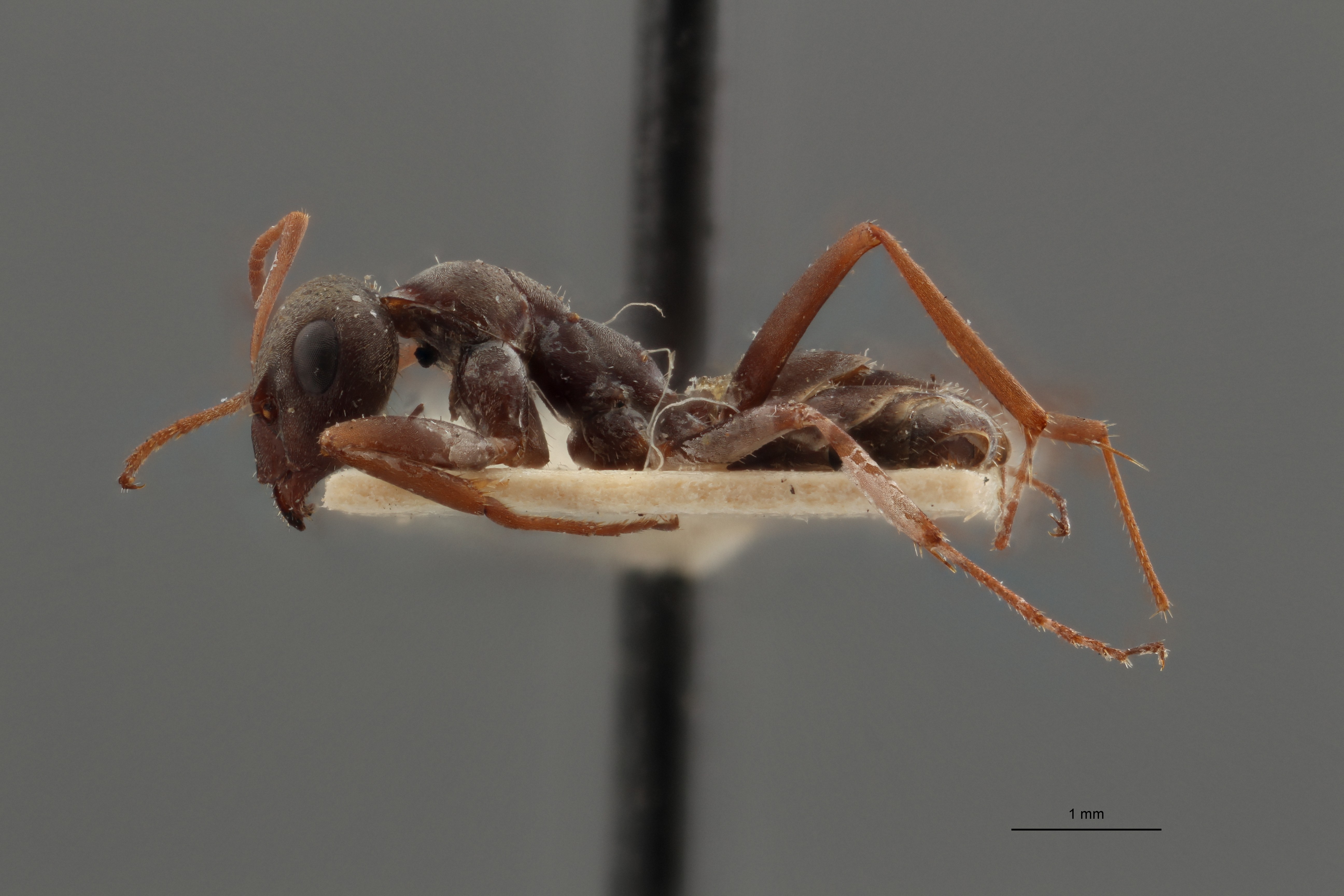 B113 Formica cinerea var. selysi Lateral ZS PMax.jpg
