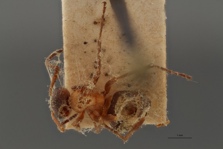 B079 Formica dalcqi Dorsal ZS PMax.jpg