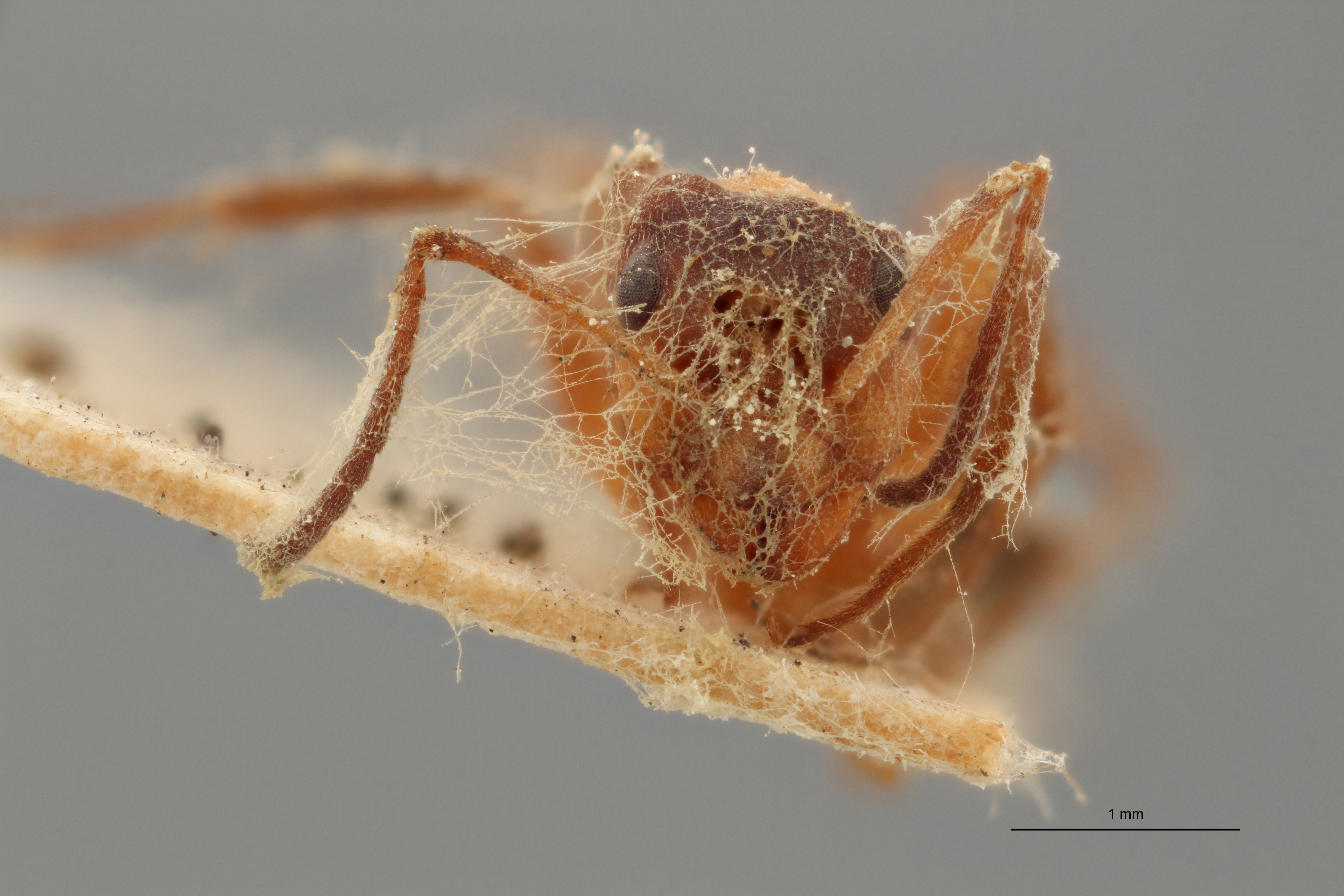 B079 Formica dalcqi Frontal ZS PMax.jpg