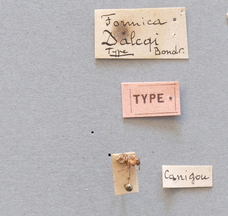 B079 Formica dalcqi Labels.JPG