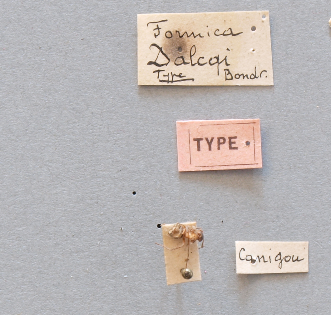 B079 Formica dalcqi Labels.JPG