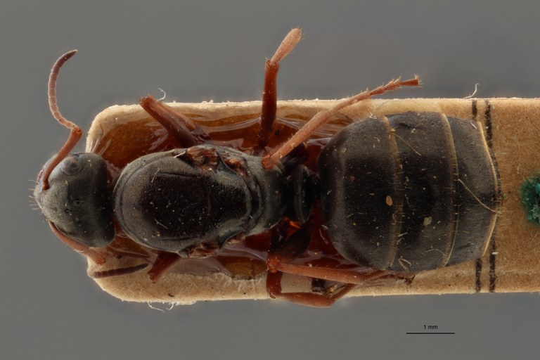 B115 Formica decipiens Dorsal ZS PMax.jpg B115 Formica decipiens Dorsal ZS PMax.jpg