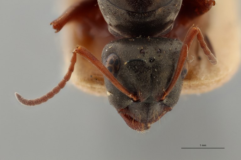 B115 Formica decipiens Frontal ZS PMax.jpg B115 Formica decipiens Frontal ZS PMax.jpg