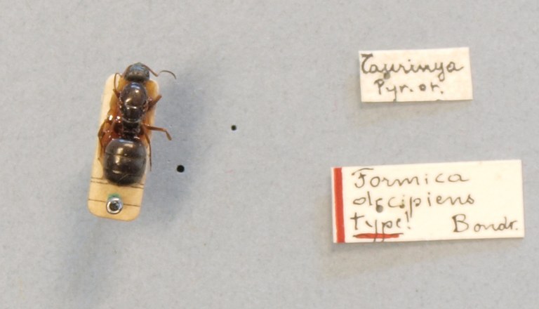B115 Formica decipiens Labels.JPG B115 Formica decipiens Labels.JPG
