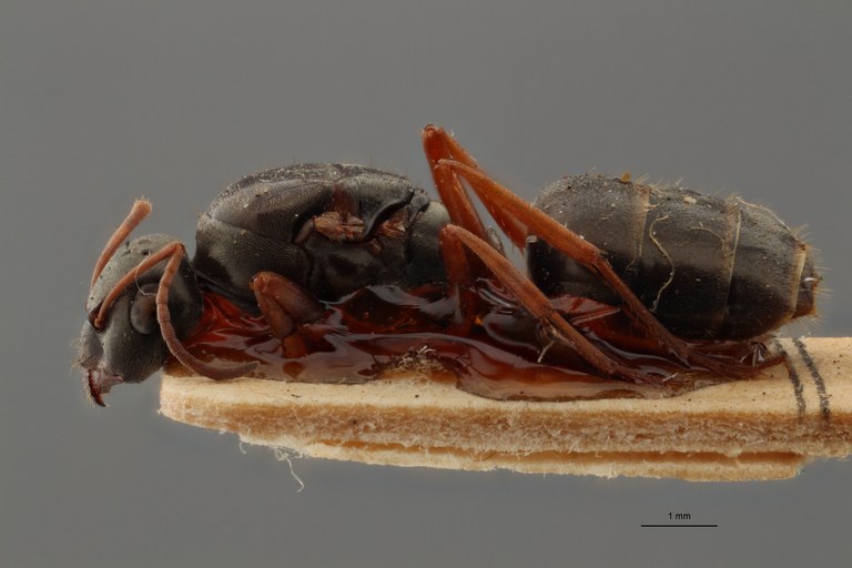 B115 Formica decipiens Lateral ZS PMax.jpg