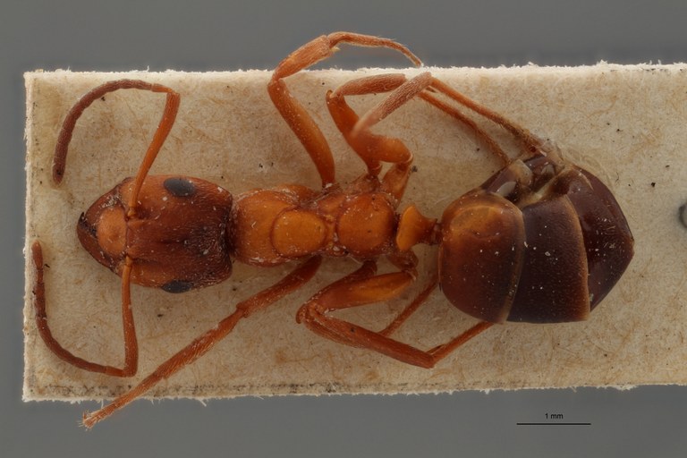 B078 Formica exsecta var. rubens Dorsal ZS PMax.jpg B078 Formica exsecta var. rubens Dorsal ZS PMax.jpg