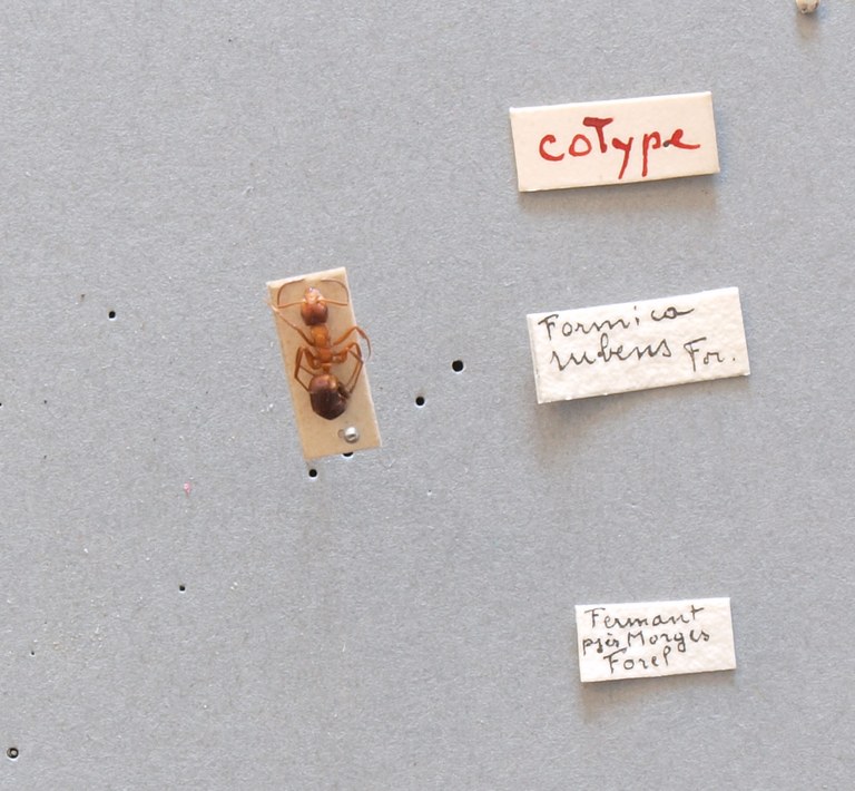 B078 Formica exsecta var. rubens Labels.JPG B078 Formica exsecta var. rubens Labels.JPG