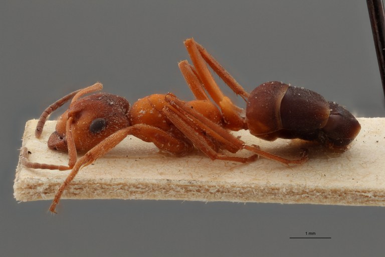 B078 Formica exsecta var. rubens Lateral ZS PMax.jpg B078 Formica exsecta var. rubens Lateral ZS PMax.jpg