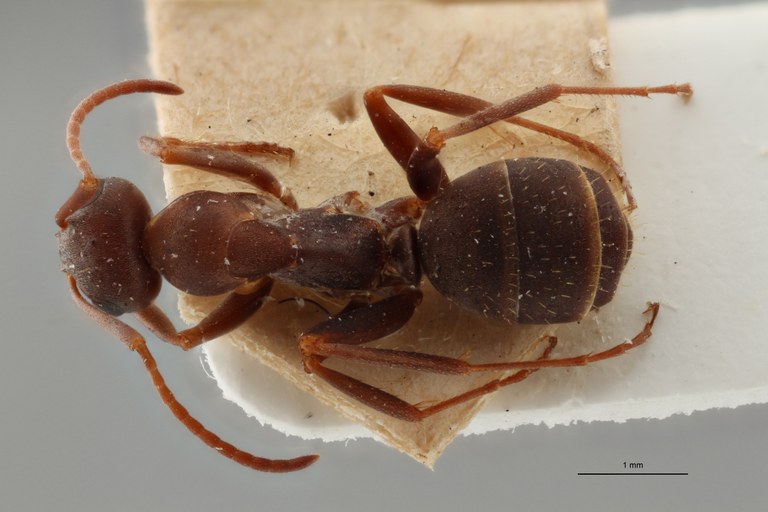 B116 Formica Gerardi Dorsal ZS PMax.jpg