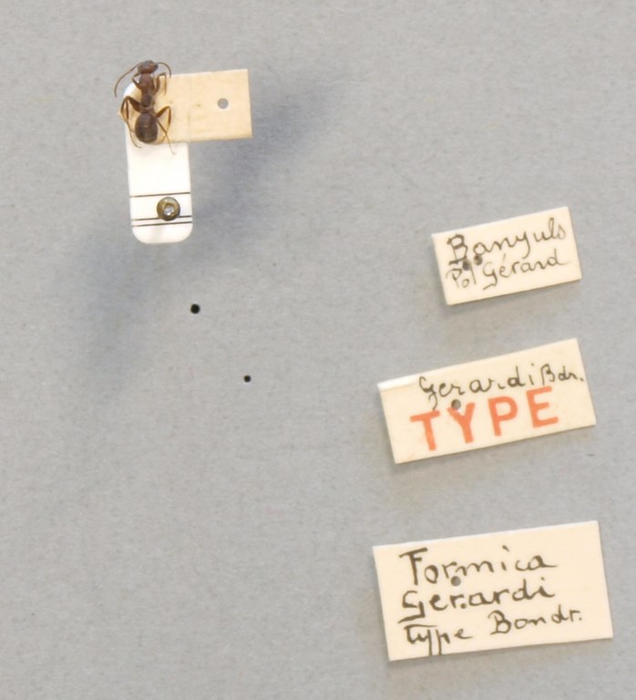 B116 Formica Gerardi Labels.JPG
