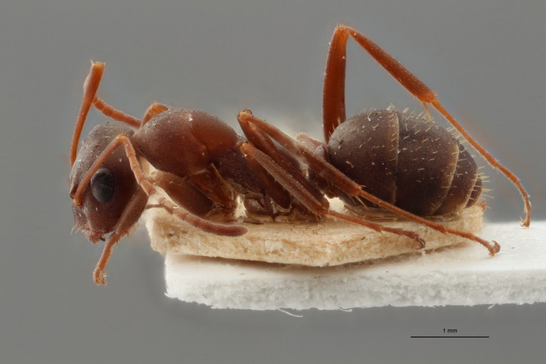 B116 Formica Gerardi Lateral ZS PMax.jpg