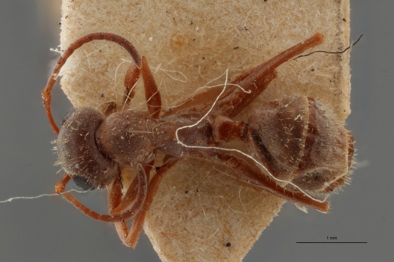 B117 Formica Lefrançoisi Dorsal ZS PMax.jpg