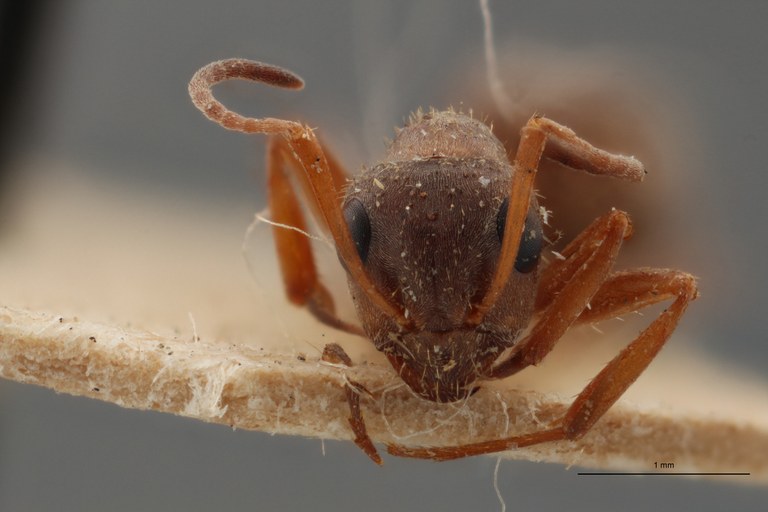 B117 Formica Lefrançoisi Frontal ZS PMax.jpg B117 Formica Lefrançoisi Frontal ZS PMax.jpg