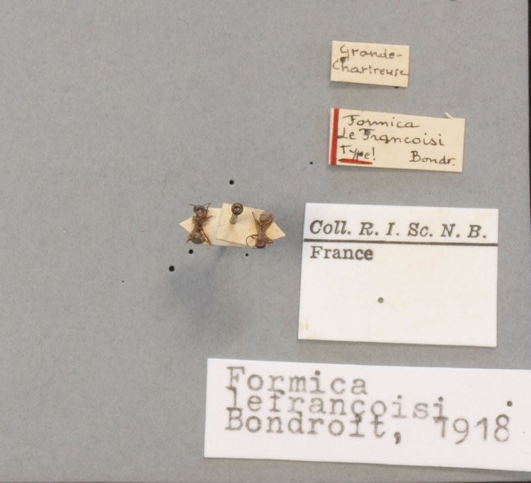B117 Formica Lefrançoisi Labels.JPG B117 Formica Lefrançoisi Labels.JPG