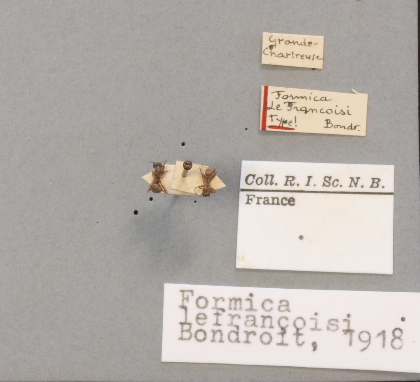 B117 Formica Lefrançoisi Labels.JPG