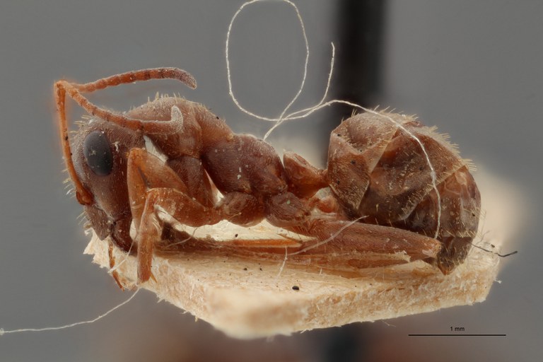 B117 Formica Lefrançoisi Lateral ZS PMax.jpg B117 Formica Lefrançoisi Lateral ZS PMax.jpg