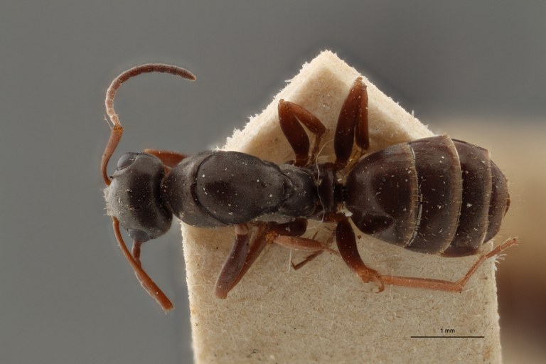 B112 Formica Lemani Dorsal ZS PMax.jpg