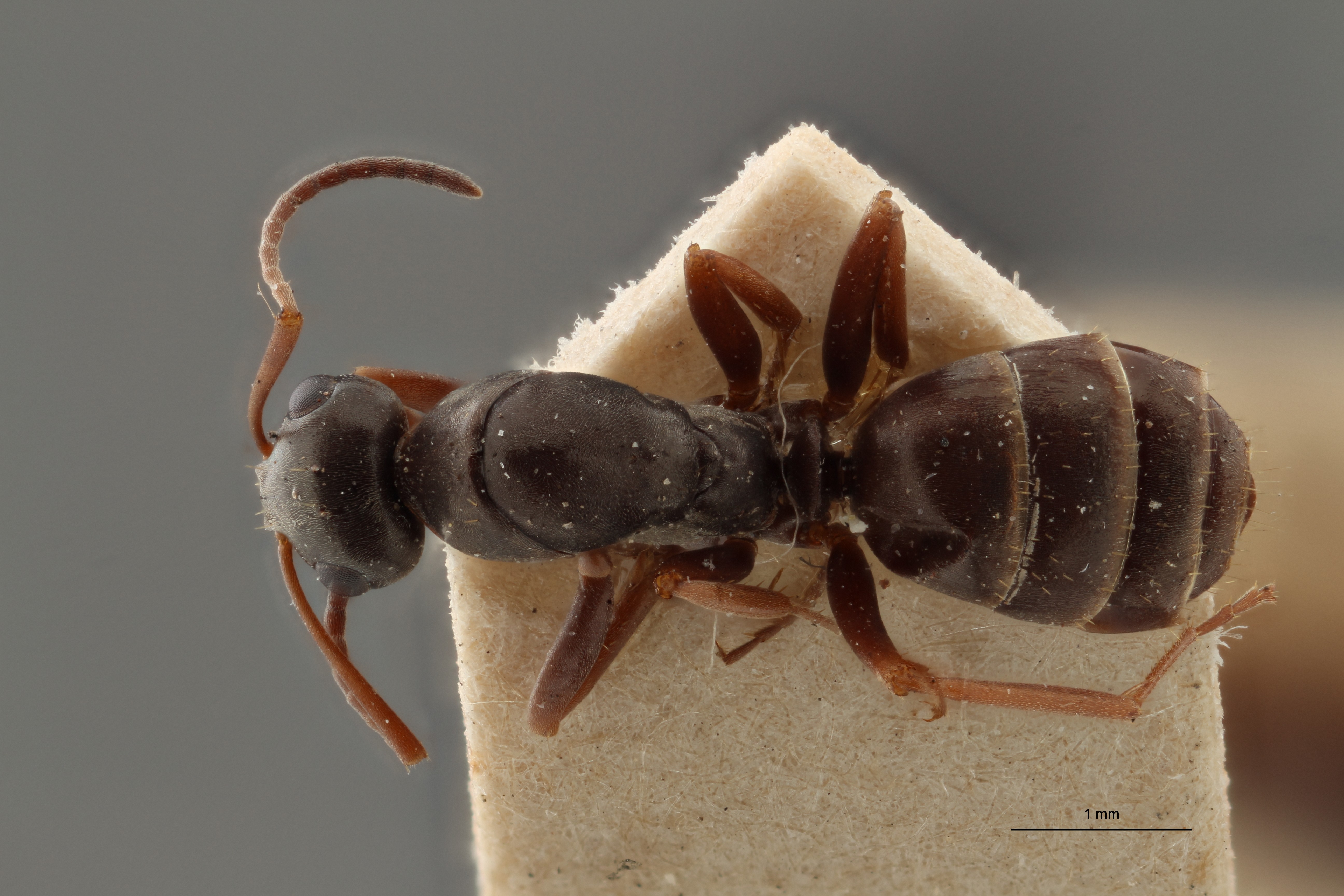 B112 Formica Lemani Dorsal ZS PMax.jpg