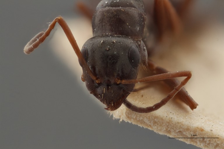 B112 Formica Lemani Frontal ZS PMax.jpg