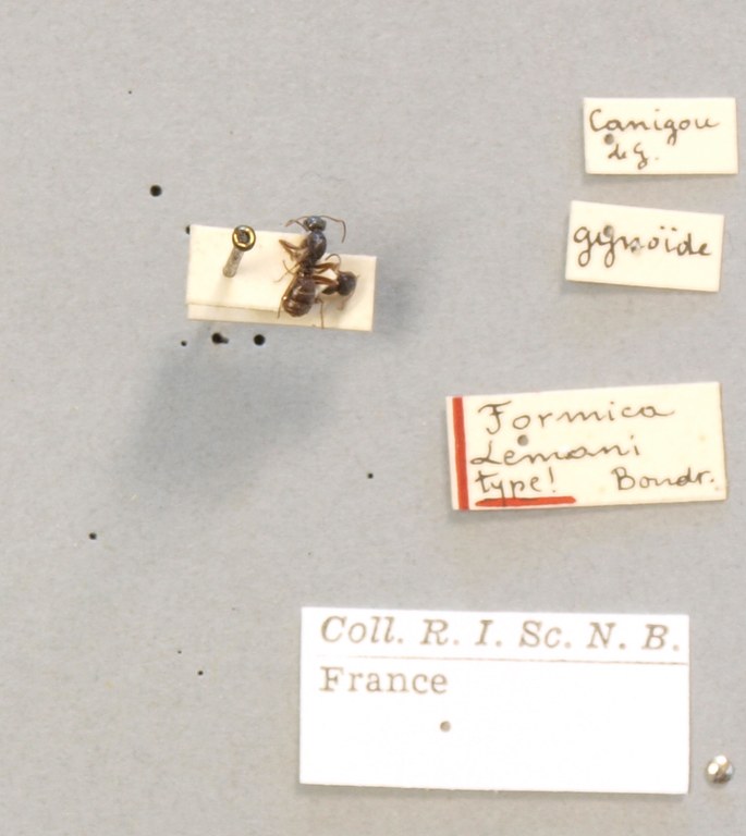 B112 Formica Lemani Labels.JPG