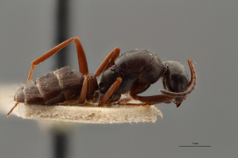 B112 Formica Lemani Lateral ZS PMax.jpg