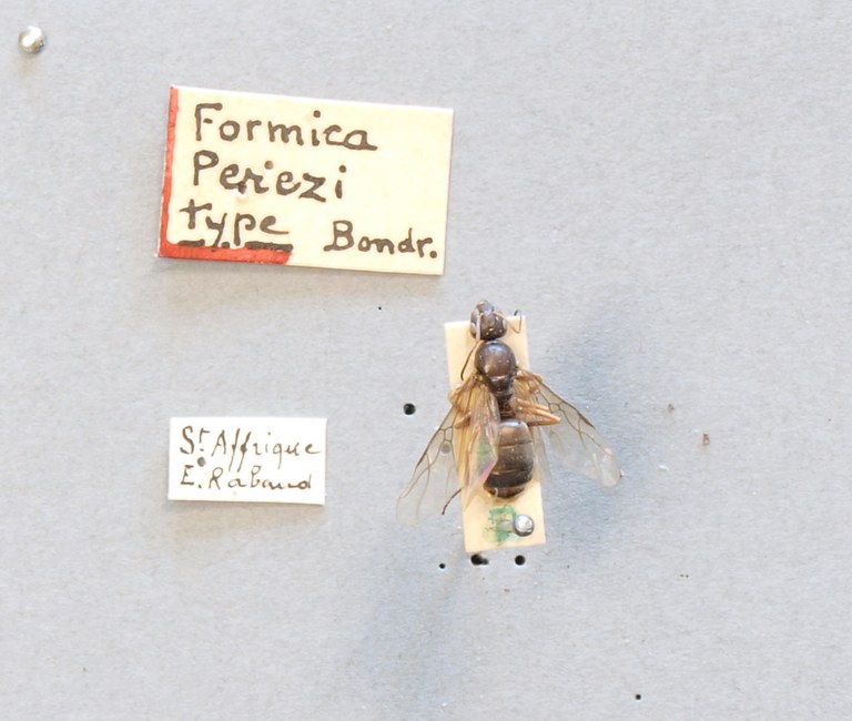 B093 Formica perezi Labels.JPG