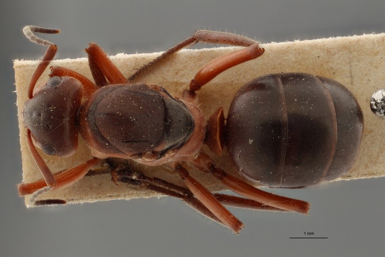 B085 Formica pratensis var. cordieri Dorsal ZS PMax.jpg
