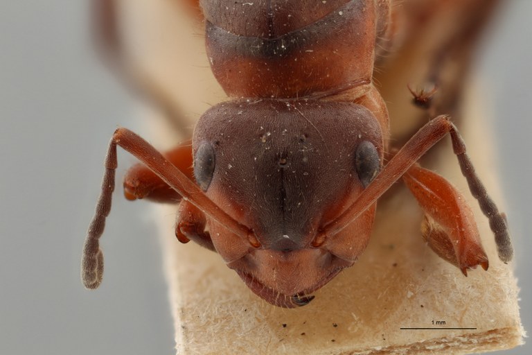 B085 Formica pratensis var. cordieri Frontal ZS PMax.jpg