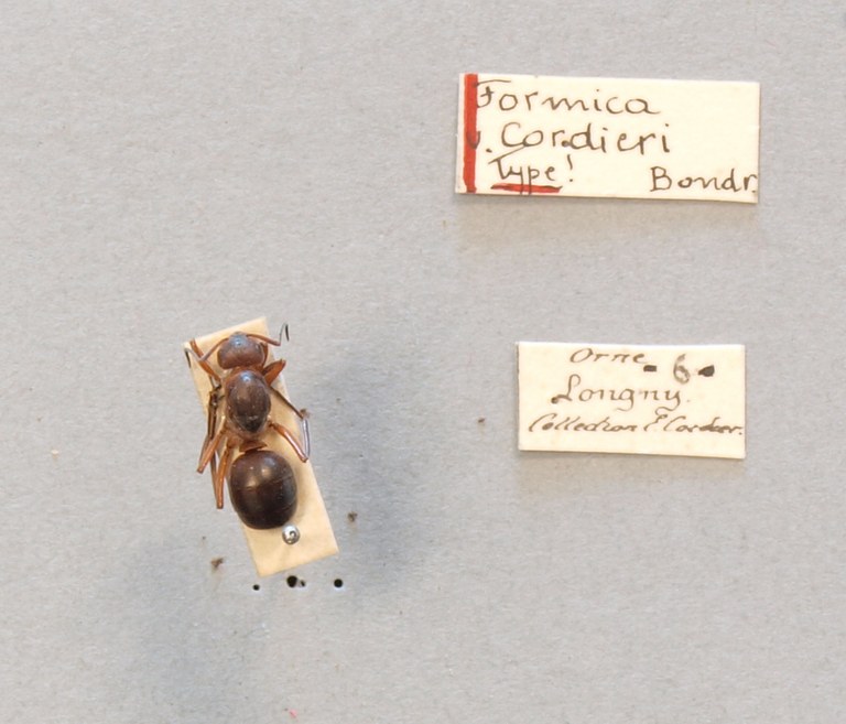 B085 Formica pratensis var. cordieri Labels.JPG