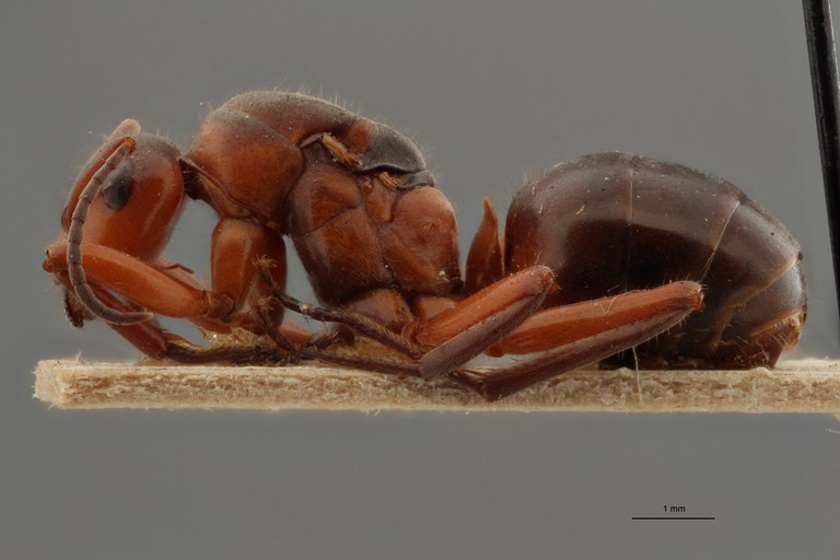 B085 Formica pratensis var. cordieri Lateral ZS PMax.jpg
