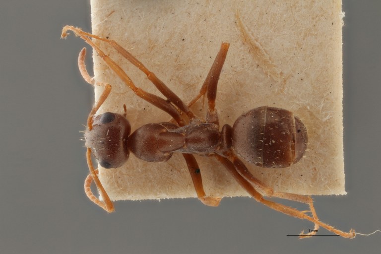 B114 Formica pyrenaea Dorsal ZS PMax.jpg B114 Formica pyrenaea Dorsal ZS PMax.jpg