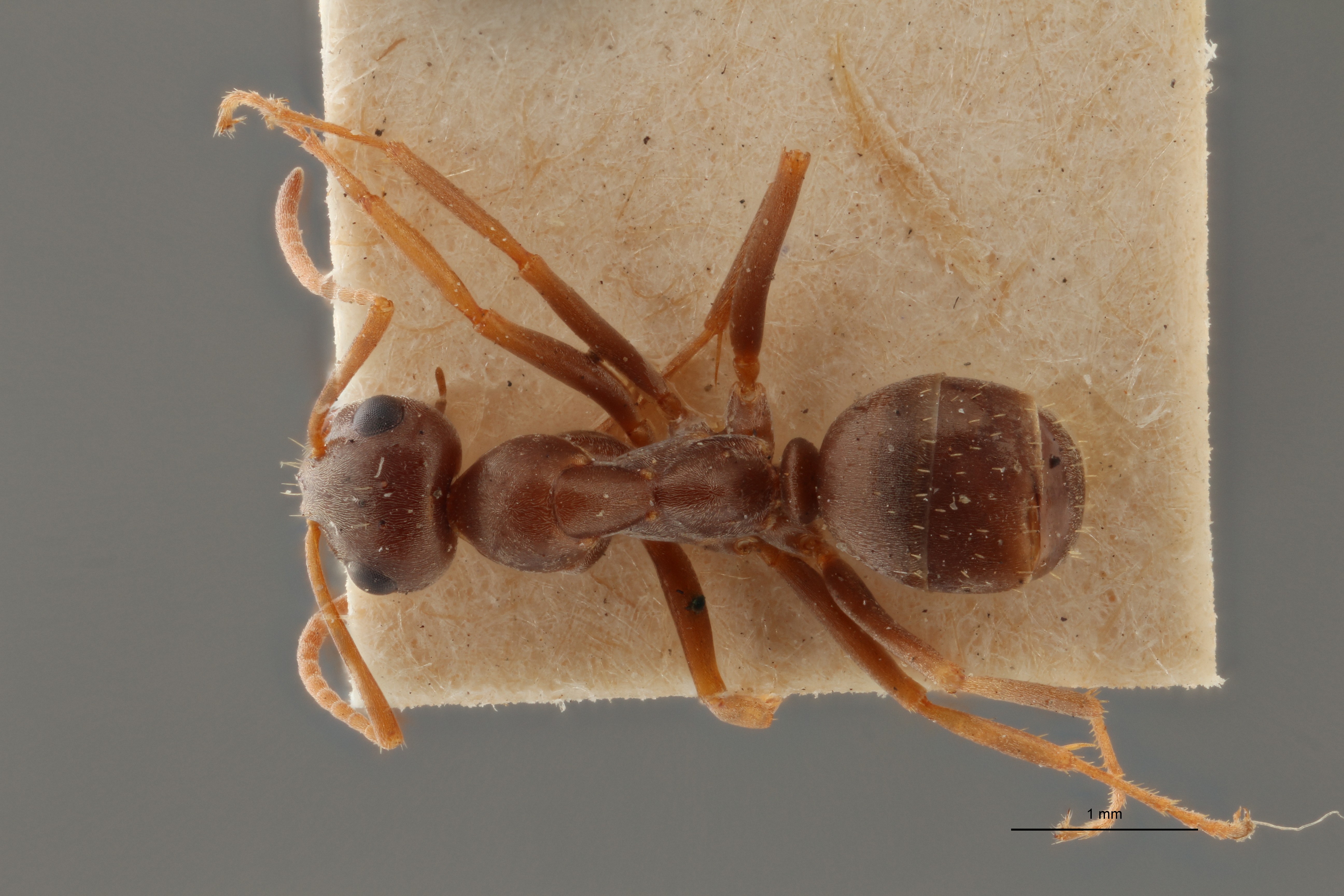 B114 Formica pyrenaea Dorsal ZS PMax.jpg