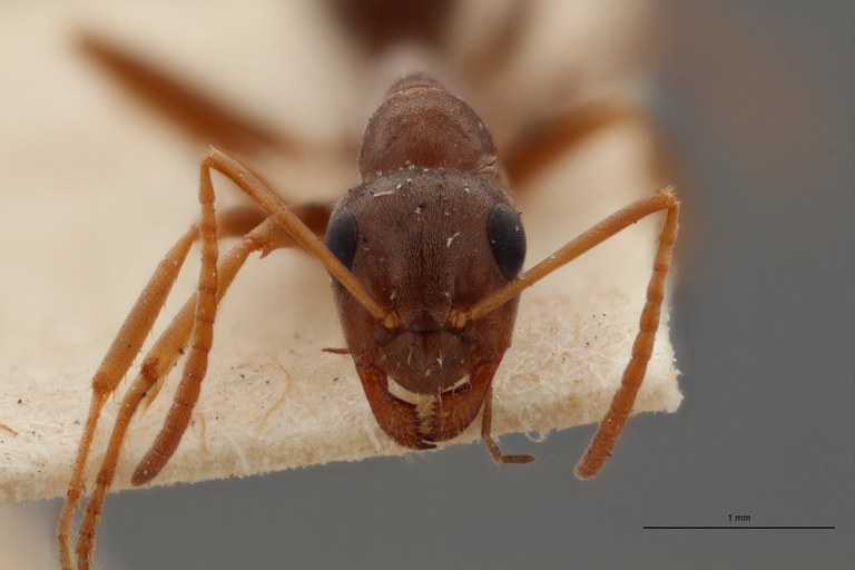 B114 Formica pyrenaea Frontal ZS PMax.jpg B114 Formica pyrenaea Frontal ZS PMax.jpg