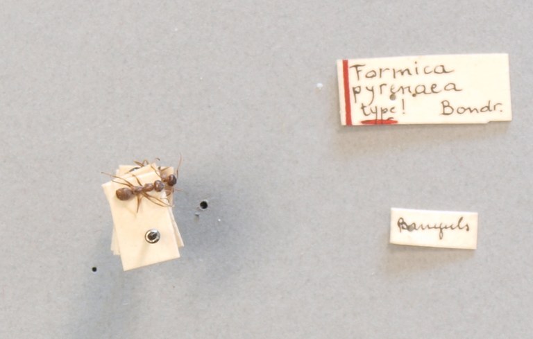 B114 Formica pyrenaea Labels.JPG B114 Formica pyrenaea Labels.JPG