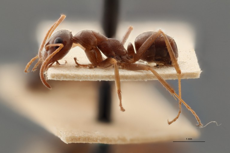 B114 Formica pyrenaea Lateral ZS PMax.jpg