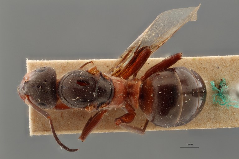 B086 Formica rufa var. nylanderi Dorsal ZS PMax.jpg