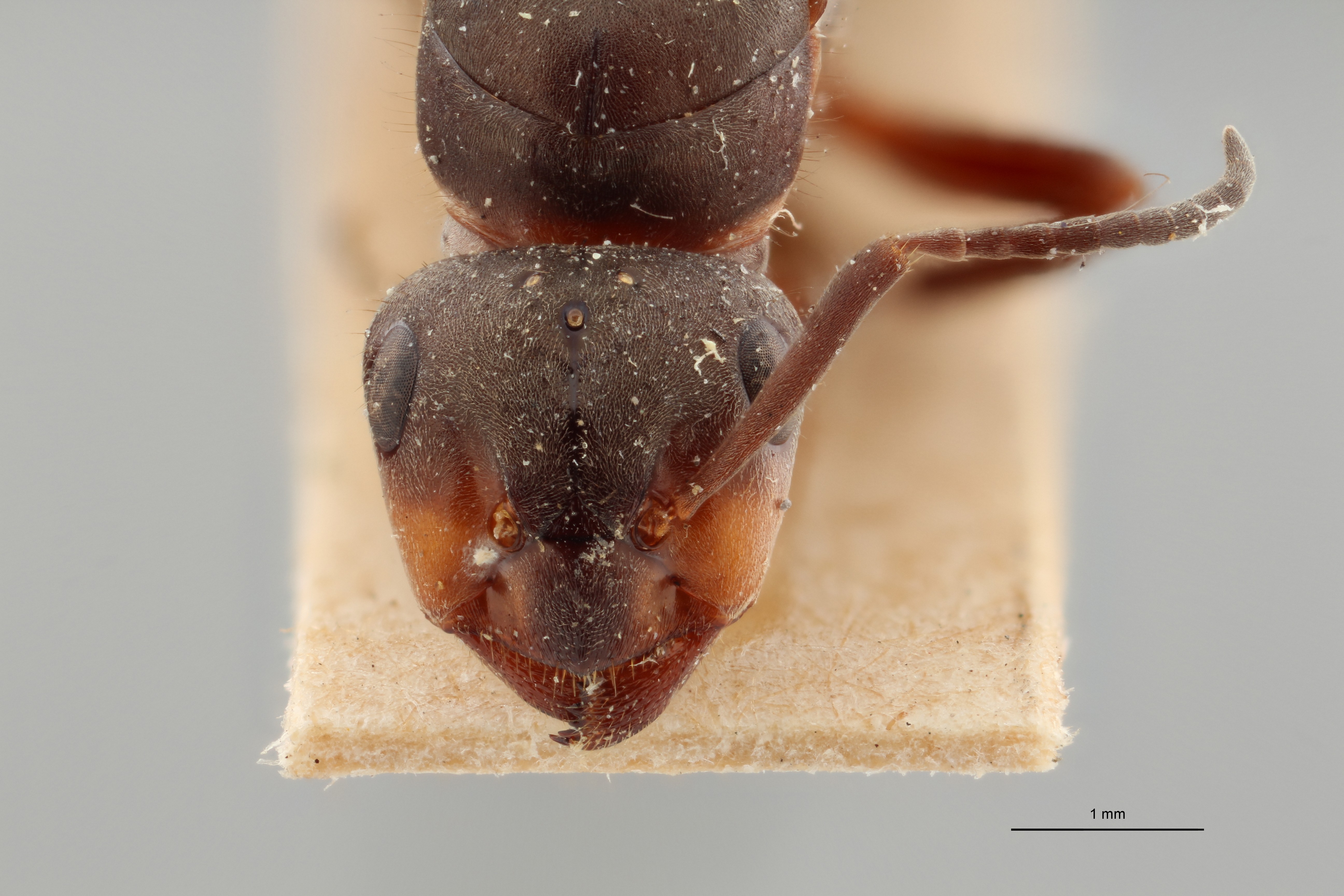 B086 Formica rufa var. nylanderi Frontal ZS PMax.jpg