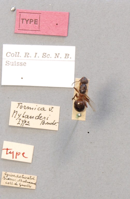 B086 Formica rufa var. nylanderi Labels.JPG